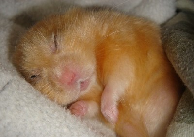 хомяк спит.jpg (58.67 КБ, Просмотров: 155575) хомяк спит.jpg